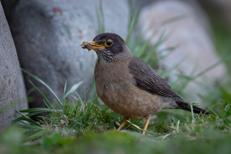  Drozd falklandzki Ptaki Nikon D7200 Sigma 150-600mm f/5-6.3 HSM 0 Patagonia ptak kręgowiec dziób ptak śpiewający trznadel ortolan wróbel ptak przysiadujący Adaptacja dzikiej przyrody zięba