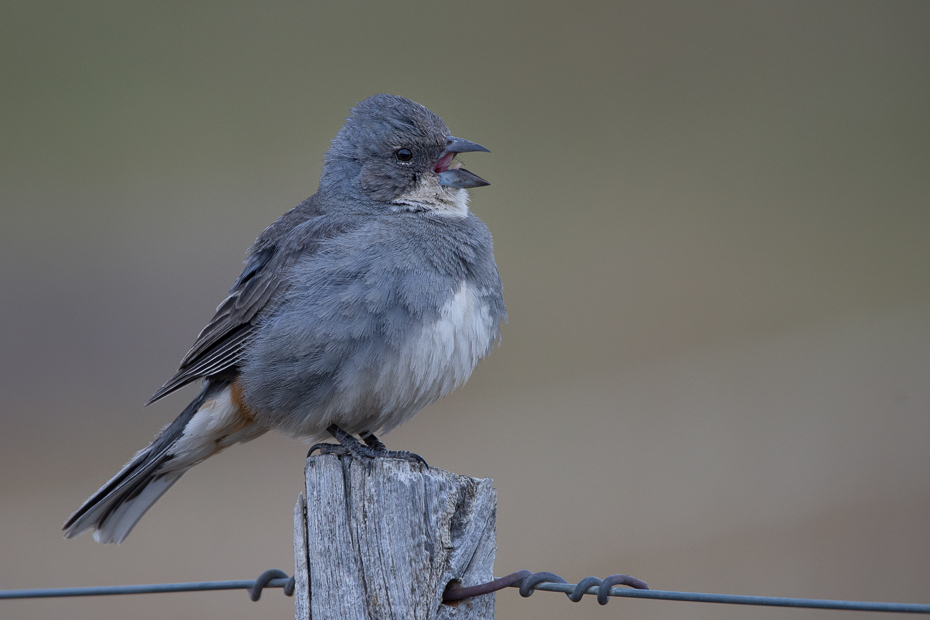  Diuka białogardła Ptaki Nikon D7200 Sigma 150-600mm f/5-6.3 HSM 0 Patagonia ptak kręgowiec dziób junco ptak przysiadujący Ciemnoskóry Junco Emberizidae Mountain Bluebird dzikiej przyrody wróbel