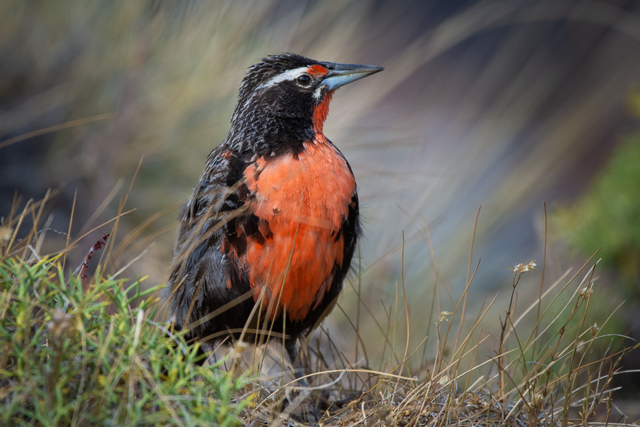  Wojak długosterny Ptaki Nikon D7200 Sigma 150-600mm f/5-6.3 HSM 0 Patagonia ptak kręgowiec dziób dzikiej przyrody ptak przysiadujący