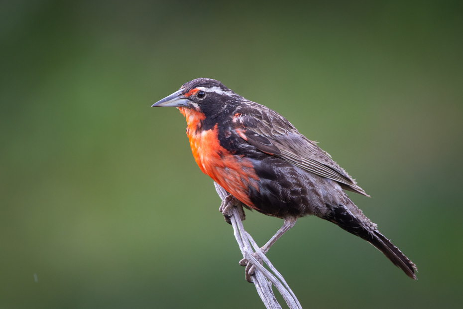  Wojak długosterny Ptaki Nikon D7200 Sigma 150-600mm f/5-6.3 HSM 0 Patagonia ptak kręgowiec dziób dzikiej przyrody zięba ptak przysiadujący flycatcher starego świata ptak śpiewający Czerwony oskrzydlony Kos