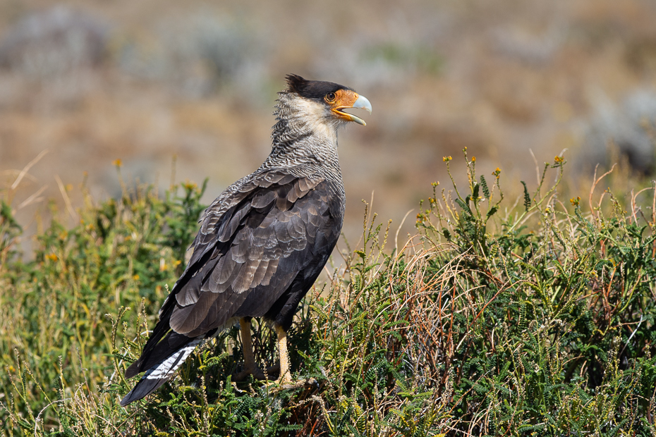  Karakara czarnobrzucha Ptaki Nikon D7200 Sigma 150-600mm f/5-6.3 HSM 0 Patagonia ptak kręgowiec dziób ptak drapieżny accipitriformes dzikiej przyrody ecoregion Falconiformes Accipitridae orzeł