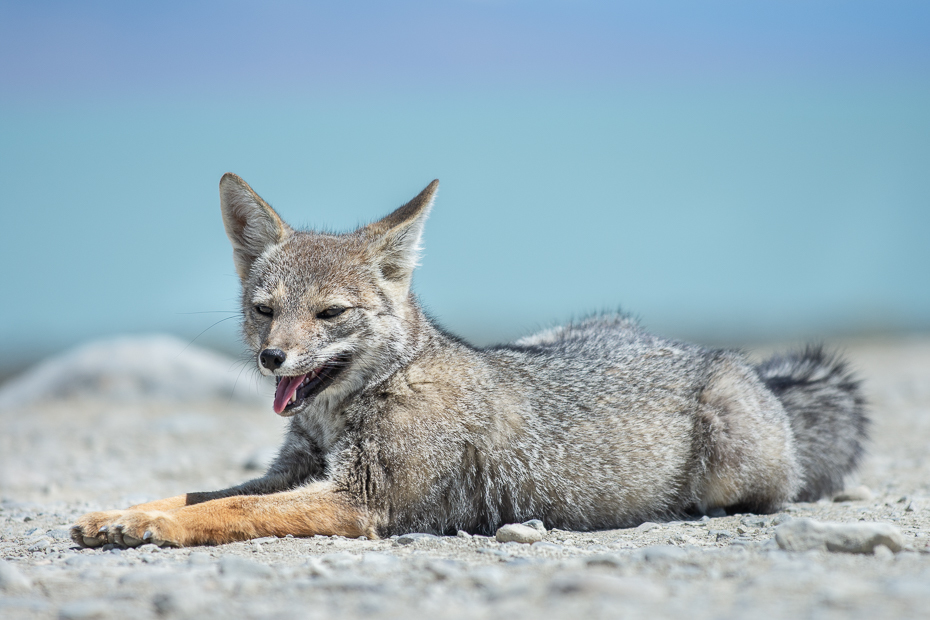  Argentyński lis szary Argentyna Nikon D7200 Sigma 150-600mm f/5-6.3 HSM 0 Patagonia ssak kręgowiec Canidae szakal szary lis Mięsożerne dzikiej przyrody Szybki lis Psi