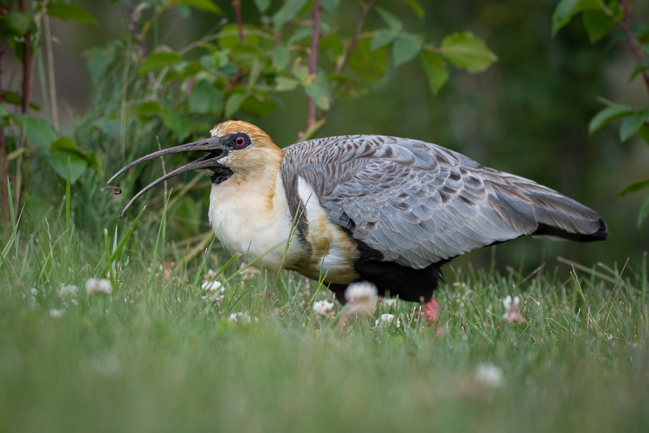  Ibis maskowy Ptaki Nikon D7200 Sigma 150-600mm f/5-6.3 HSM 0 Patagonia ptak kręgowiec dziób dzikiej przyrody skrzydło roślina Falconiformes pióro