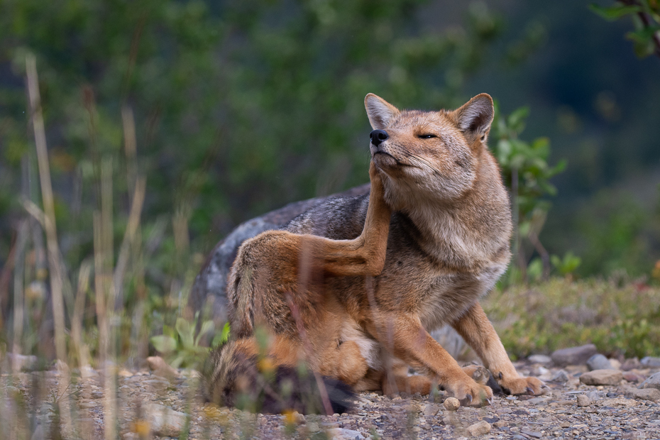  Lis andyjski Argentyna Nikon D7200 Sigma 150-600mm f/5-6.3 HSM 0 Patagonia ssak kręgowiec dzikiej przyrody kot Felidae dziki kot Małe i średnie koty Mięsożerne zwierzę lądowe szary lis