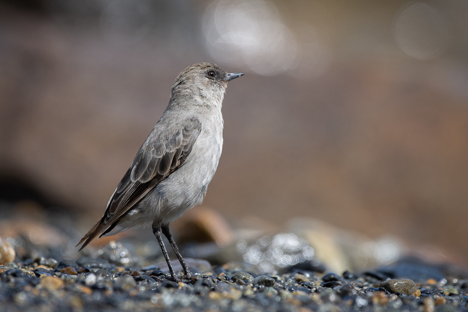  Skałotyran ciemnolicy Ptaki Nikon D7200 Sigma 150-600mm f/5-6.3 HSM 0 Patagonia ptak kręgowiec dziób dzikiej przyrody zięba flycatcher starego świata skowronek Emberizidae ptak przysiadujący Dzięcioł Dzięcioła