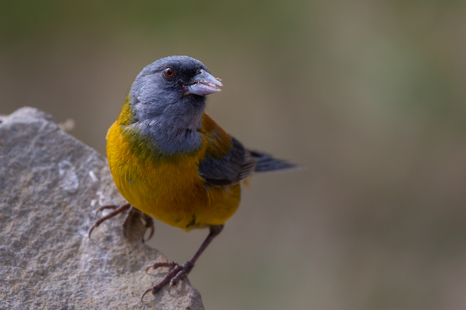  Chruściak magellański Ptaki Nikon D7200 Sigma 150-600mm f/5-6.3 HSM 0 Patagonia ptak kręgowiec dziób Emberizidae zięba ptak śpiewający ptak przysiadujący pióro dzikiej przyrody Kanarek atlantycki