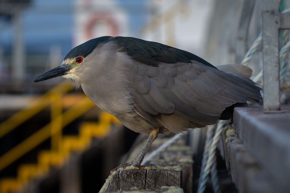  Ślepowron Ptaki Nikon D7200 Sigma 150-600mm f/5-6.3 HSM 0 Patagonia ptak kręgowiec dziób nocna czapla dzikiej przyrody pióro Striated Heron skrzydło