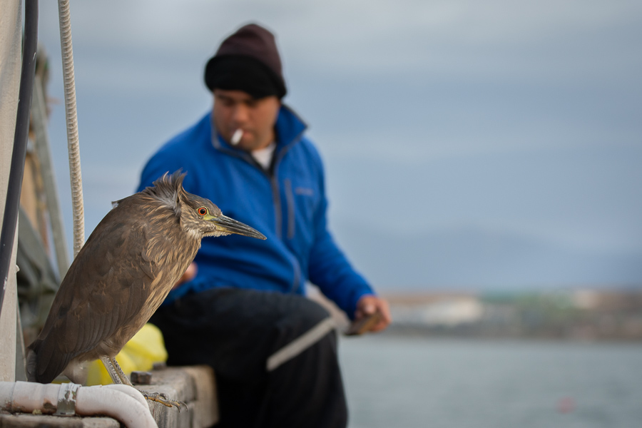  Ślepowron Argentyna Nikon D7200 Sigma 150-600mm f/5-6.3 HSM 0 Patagonia ptak dziób dzikiej przyrody wakacje