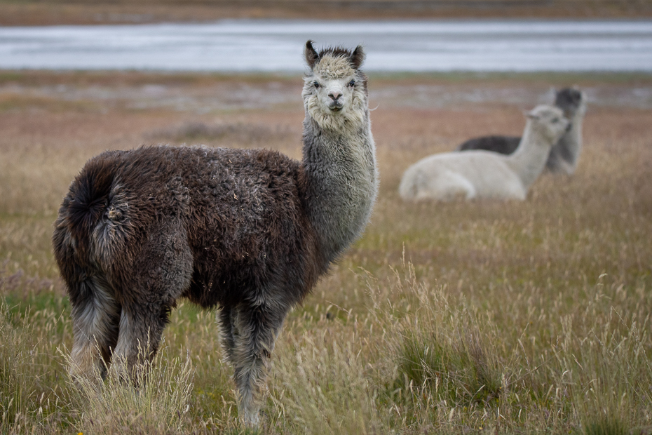  Lamy Argentyna Nikon D7200 Sigma 150-600mm f/5-6.3 HSM 0 Patagonia ssak kręgowiec Lama Alpaka zwierzę lądowe dzikiej przyrody Camelid łąka Wigoń guanako