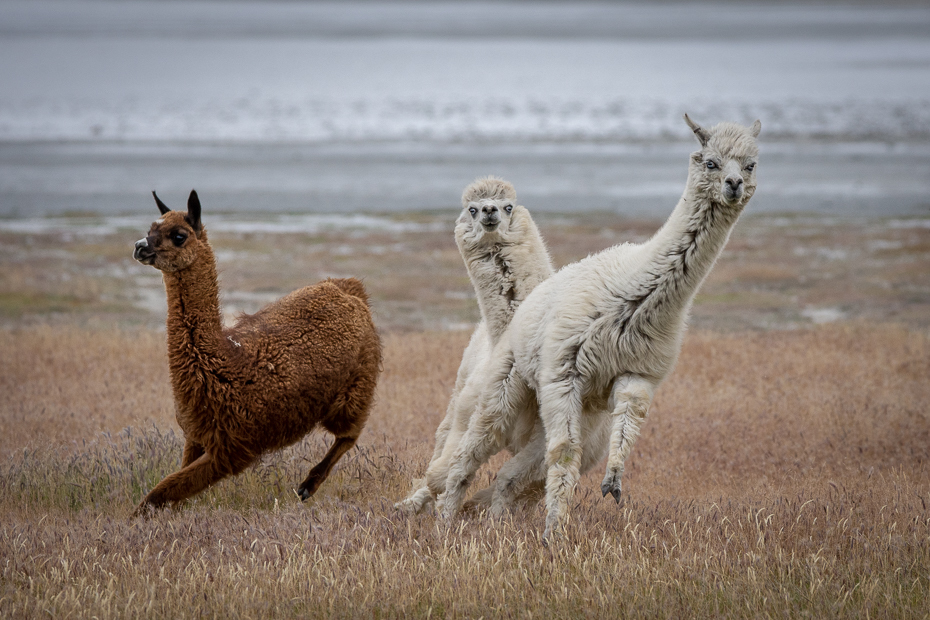  Lamy Argentyna Nikon D7200 Sigma 150-600mm f/5-6.3 HSM 0 Patagonia Lama kręgowiec Alpaka ssak Camelid łąka Wigoń zwierzę lądowe dzikiej przyrody Zjawisko atmosferyczne