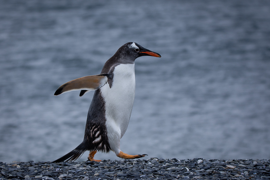  Pingwin Gentoo Ptaki Nikon D7200 Sigma 150-600mm f/5-6.3 HSM 0 Patagonia ptak kręgowiec dziób Pingwin Gentoo Ptak nielot dzikiej przyrody organizm skrzydło ptak morski