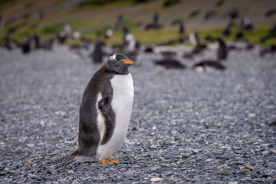  Pingwin Gentoo Ptaki Nikon D7200 Sigma 150-600mm f/5-6.3 HSM 0 Patagonia kręgowiec Ptak nielot ptak Pingwin Gentoo dziób dzikiej przyrody