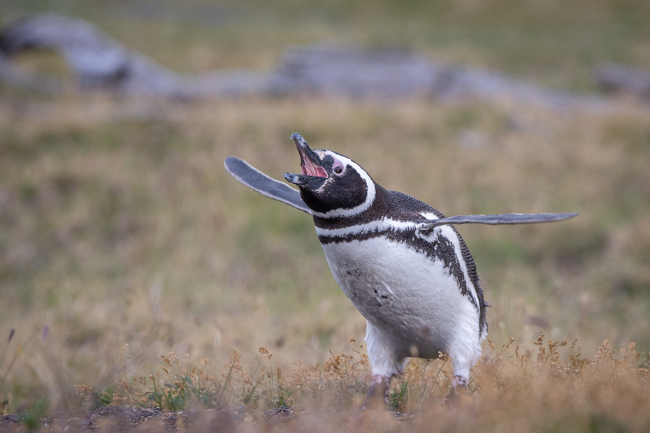  Pingwin Magellański Ptaki Nikon D7200 Sigma 150-600mm f/5-6.3 HSM 0 Patagonia ptak kręgowiec dziób Ptak nielot dzikiej przyrody