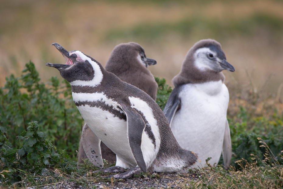  Pingwiny Magellańskie Ptaki Nikon D7200 Sigma 150-600mm f/5-6.3 HSM 0 Patagonia ptak kręgowiec Ptak nielot dziób Pingwin dzikiej przyrody zwierzę lądowe roślina ptak morski