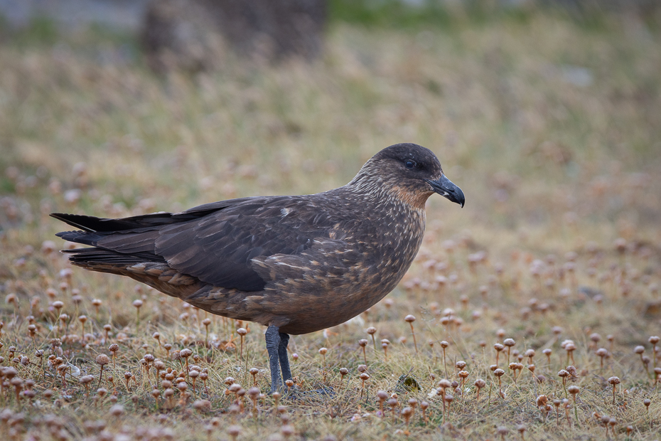  Wydrzyk amerykański Ptaki Nikon D7200 Sigma 150-600mm f/5-6.3 HSM 0 Patagonia ptak kręgowiec dziób stock photography gołąb ptak morski charadriiformes dzikiej przyrody