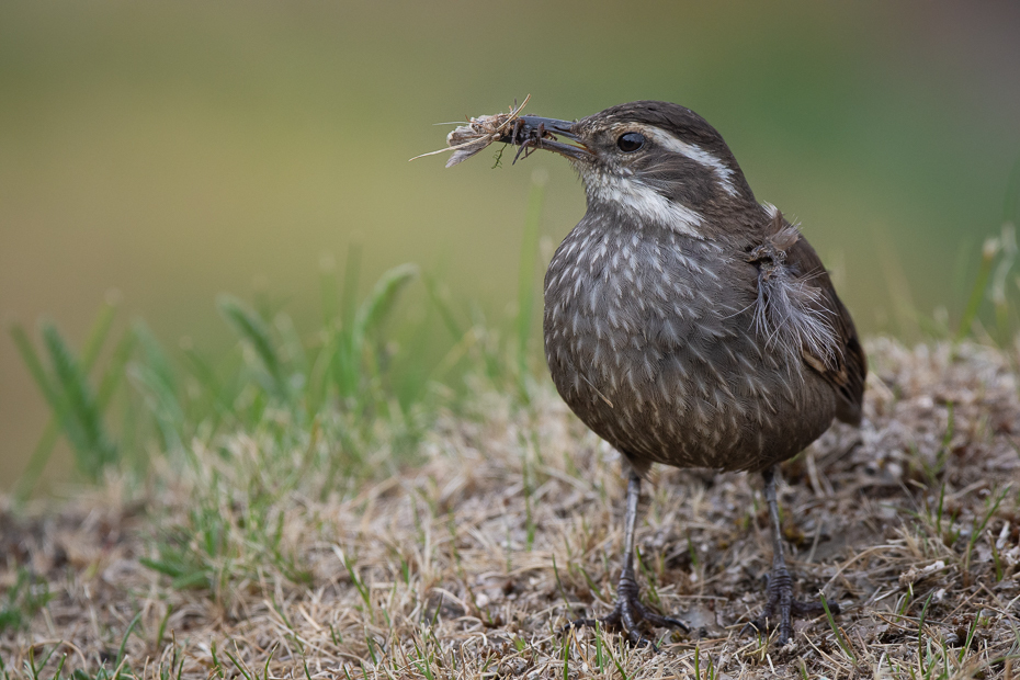  Trzęsiogon ciemnobrzuchy Ptaki Nikon D7200 Sigma 150-600mm f/5-6.3 HSM 0 Patagonia ptak kręgowiec dziób dzikiej przyrody strzyżyk skowronek ptak przysiadujący flycatcher starego świata wróbel Przepiórka