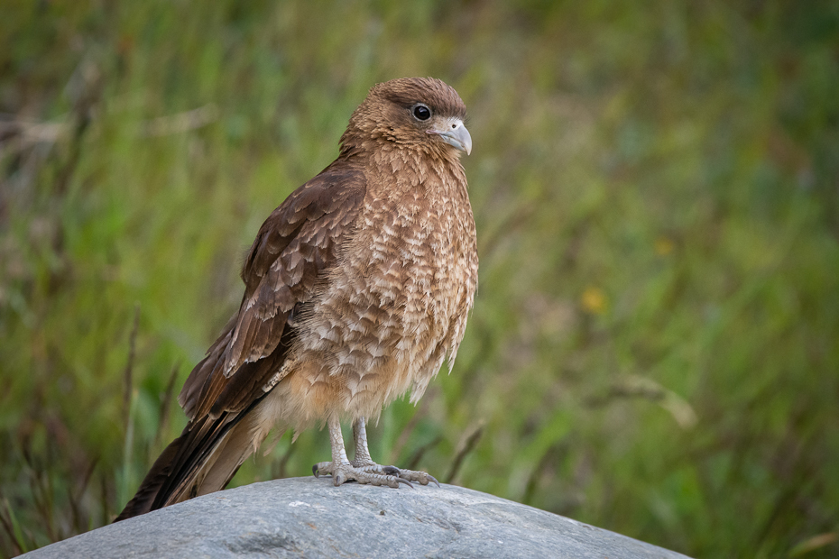  Trębacz brązowy Ptaki Nikon D7200 Sigma 150-600mm f/5-6.3 HSM 0 Patagonia ptak kręgowiec jastrząb dziób Cooper&#39;s Hawk ptak drapieżny myszołów Accipitridae Czerwony barkami Jastrzębia accipitriformes