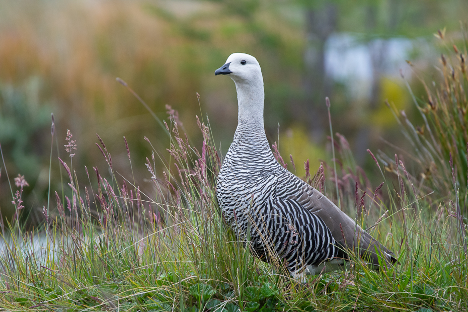  Magelanka zmienna Ptaki Nikon D7200 Sigma 150-600mm f/5-6.3 HSM 0 Patagonia ptak kręgowiec dziób galliformes dzikiej przyrody trawa zwierzę lądowe rodzina traw łąka Adaptacja