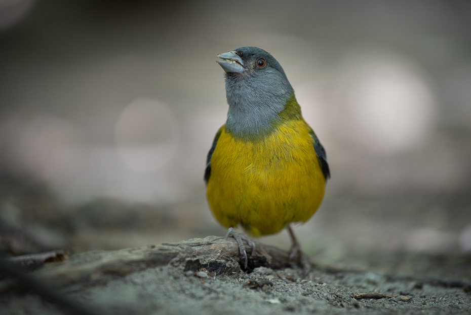  Chruściak magellański Ptaki nikon d750 Nikkor AF-S 70-200 f/4.0G 0 Patagonia ptak kręgowiec dziób zięba ptak śpiewający Emberizidae Kanarek atlantycki ptak przysiadujący dzikiej przyrody Adaptacja