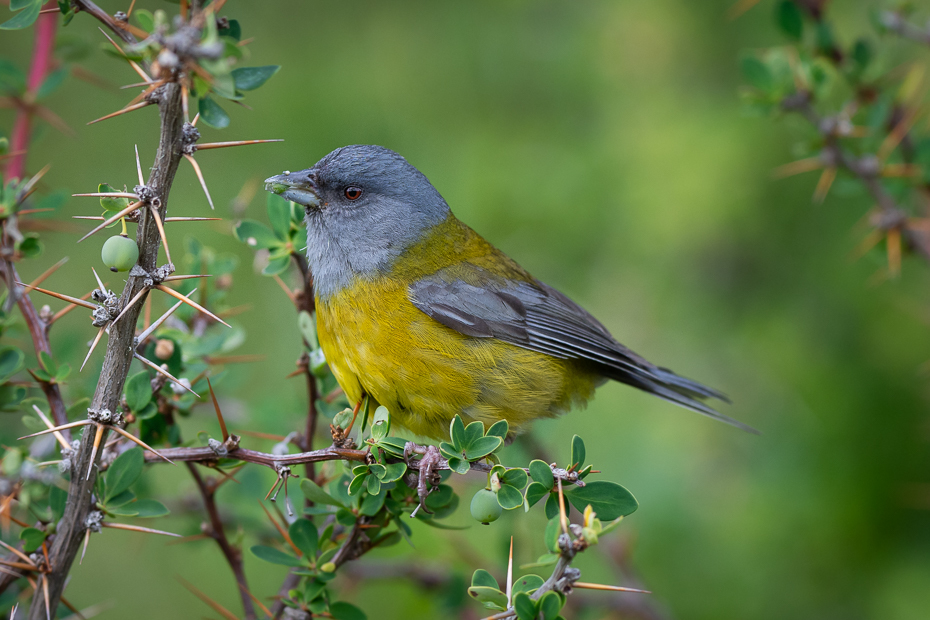  Chruściak magellański Ptaki Nikon D7200 Sigma 150-600mm f/5-6.3 HSM 0 Patagonia ptak kręgowiec dziób Emberizidae Kanarek atlantycki zięba ptak śpiewający dzikiej przyrody ptak przysiadujący flycatcher starego świata