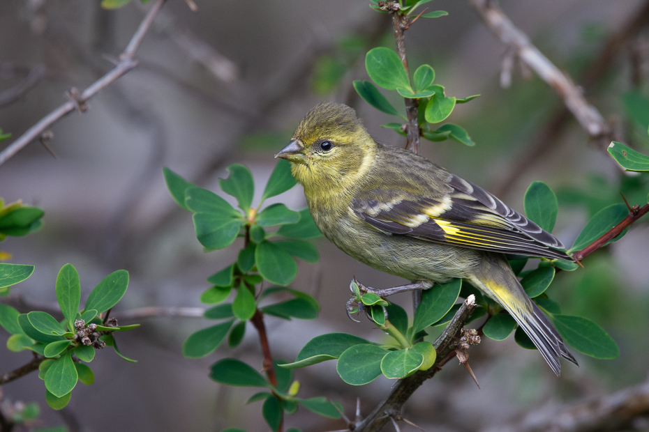  Czyż czarnobrody Ptaki Nikon D7200 Sigma 150-600mm f/5-6.3 HSM 0 Patagonia ptak kręgowiec dziób zięba Emberizidae Kanarek atlantycki ptak śpiewający dzikiej przyrody ptak przysiadujący flycatcher starego świata