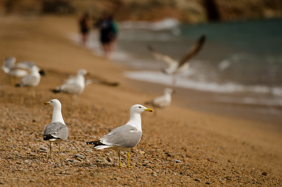  Mewy Tossa Mar Nikon D7000 AF-S Nikkor 70-200mm f/2.8G Hiszpania 0 ptak fauna ptak morski dziób frajer piasek charadriiformes dzikiej przyrody europejska mewa srebrzysta shorebird