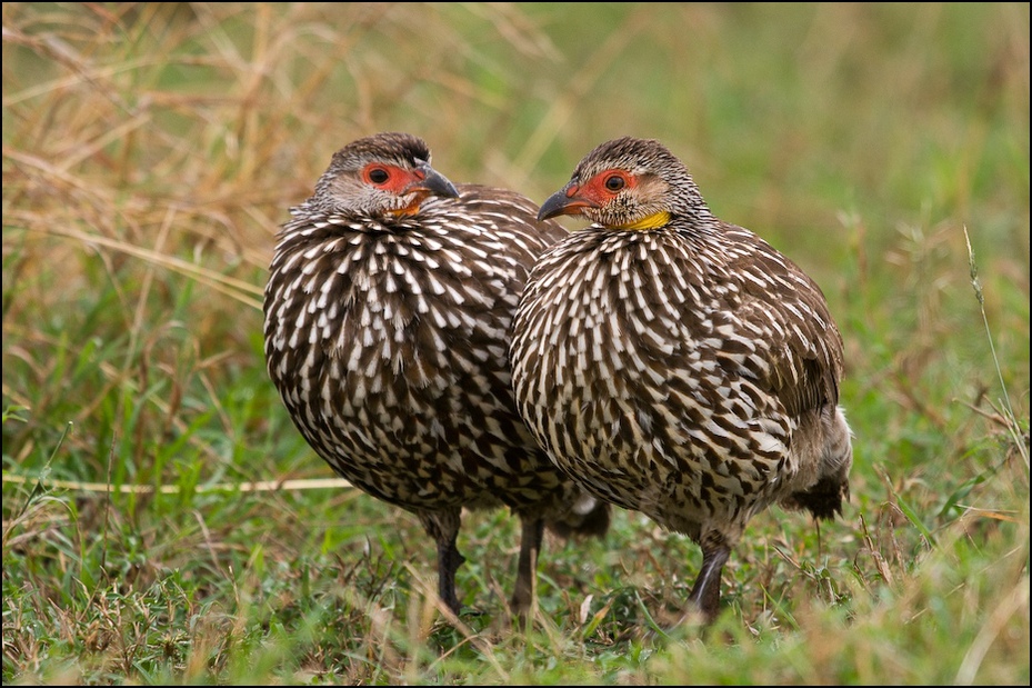  Frankolin żółtogardły Ptaki Nikon D300 Sigma APO 500mm f/4.5 DG/HSM Kenia 0 ptak galliformes fauna dziób dzikiej przyrody zwierzę lądowe pardwa trawa bażant kuropatwa