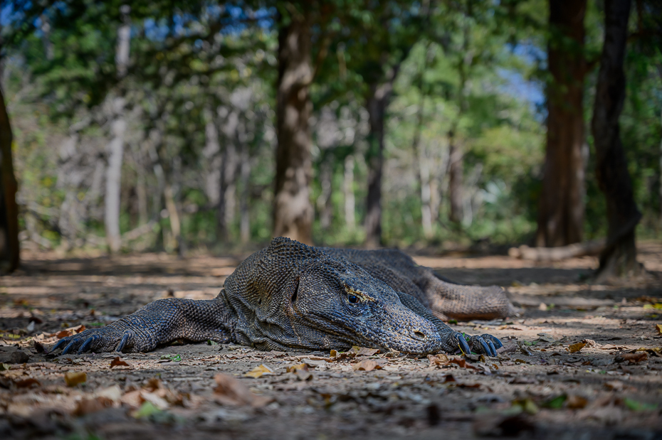  Smok Komodo 2019 Indonezja Nikon Nikkor 24-70mm f/4