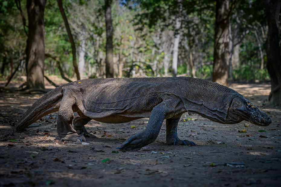  Waran Komodo 2019 Indonezja Nikon Nikkor 24-70mm f/4