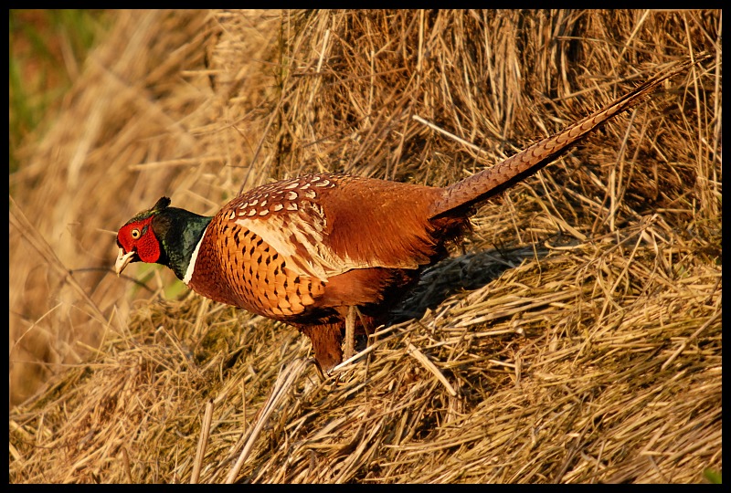  Bażant Ptaki bażant ptaki Nikon D200 Sigma APO 50-500mm f/4-6.3 HSM Zwierzęta fauna ptak galliformes dziób dzikiej przyrody organizm Phasianidae rodzina traw trawa