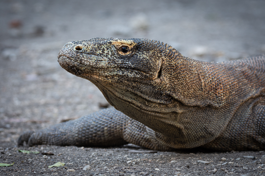  Waran Komodo 2019 Indonezja Nikon D7200 Sigma 150-600mm f/5-6.3 HSM