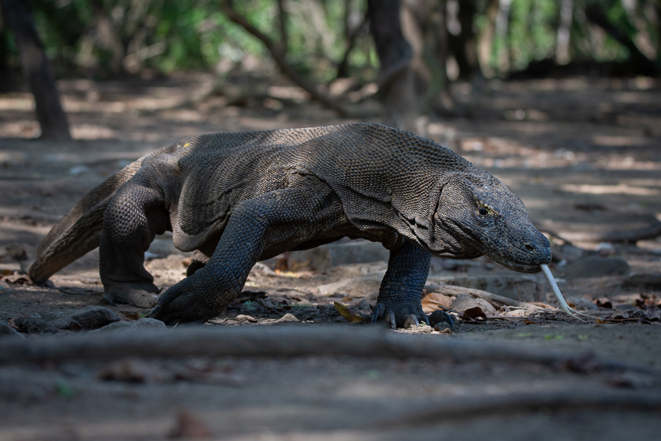  Waran Komodo 2019 Indonezja Nikon D7200 Sigma 150-600mm f/5-6.3 HSM