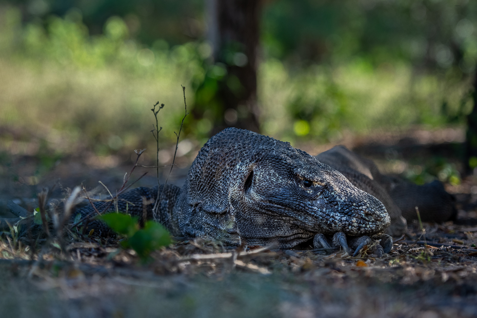  Waran Komodo 2019 Indonezja Nikon D7200 AF-S Nikkor 70-200mm f/2.8G