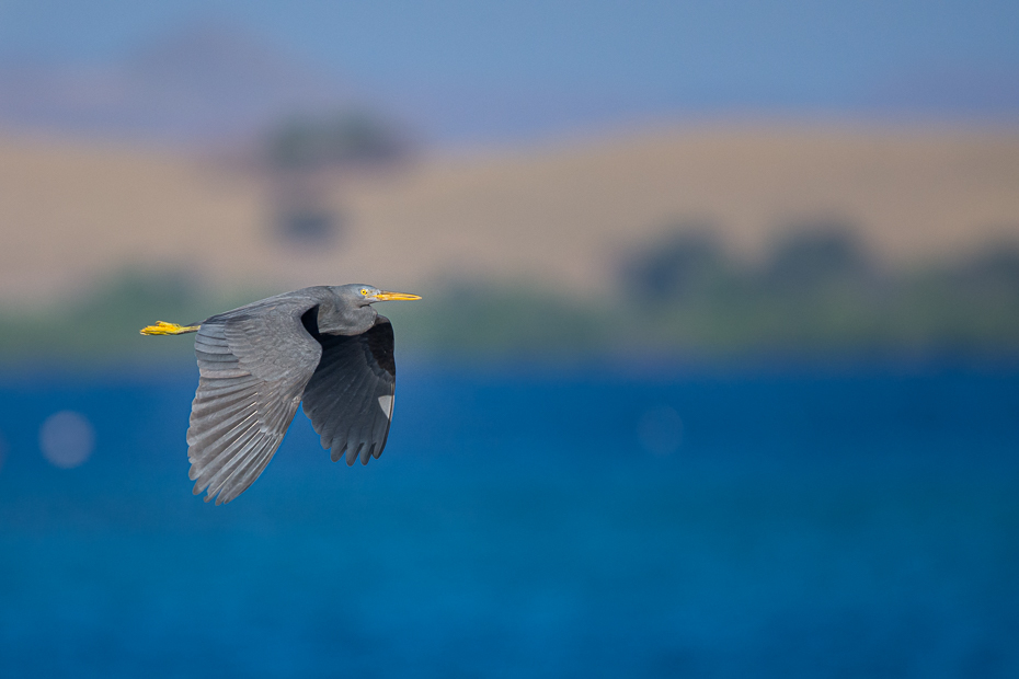  Czapla czczona 2019 Indonezja Nikon D7200 Sigma 150-600mm f/5-6.3 HSM