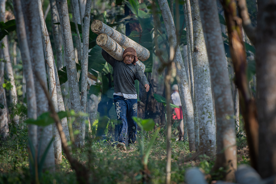  Drwal 2019 Indonezja Nikon D7200 AF-S Nikkor 70-200mm f/2.8G