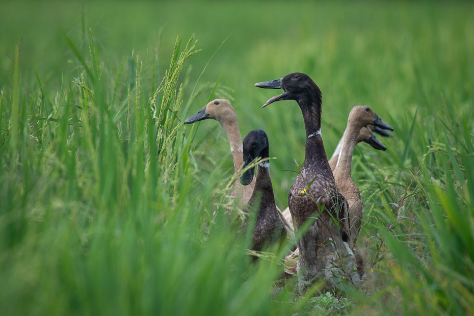  Kaczki 2019 Indonezja Nikon D7200 Sigma 150-600mm f/5-6.3 HSM