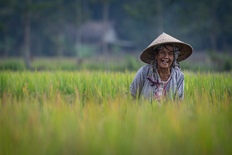  Zbiory ryżu 2019 Indonezja Nikon D7200 AF-S Nikkor 70-200mm f/2.8G