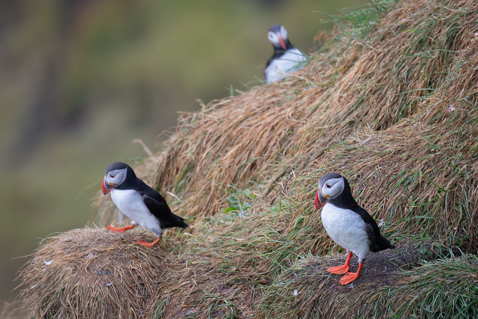  Maskonury 2019 Islandia Nikon D7200 Nikkor 500mm f/5.6E