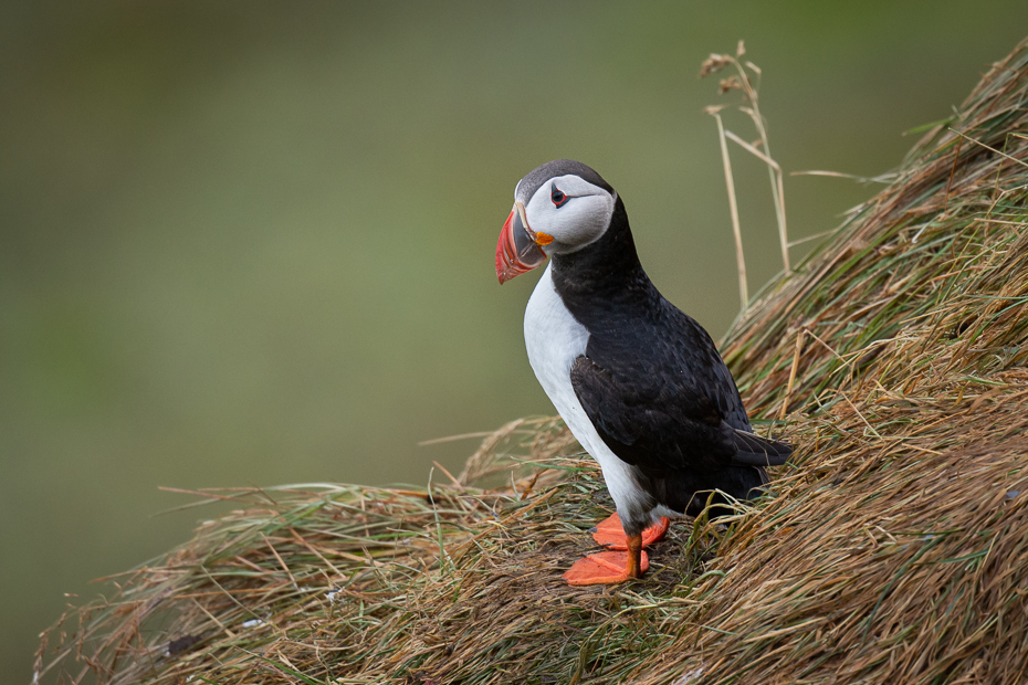  Maskonur 2019 Islandia Nikon D7200 Nikkor 500mm f/5.6E