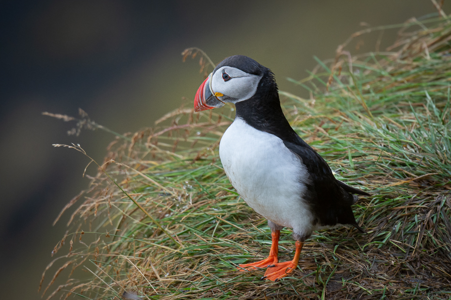  Maskonur 2019 Islandia Nikon D7200 Nikkor 500mm f/5.6E