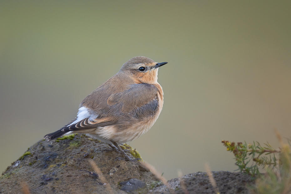  Białorzytka 2019 Islandia Nikon D7200 Nikkor 500mm f/5.6E