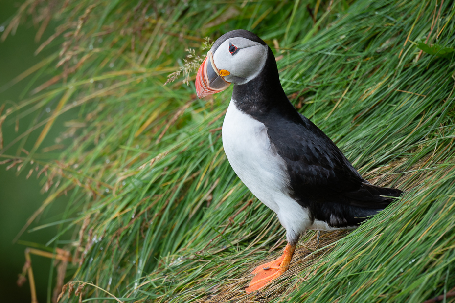  Maskonur 2019 Islandia Nikon D7200 Nikkor 500mm f/5.6E