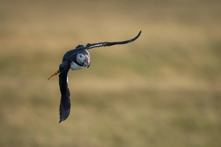  Maskonur 2019 Islandia Nikon D7200 Nikkor 500mm f/5.6E