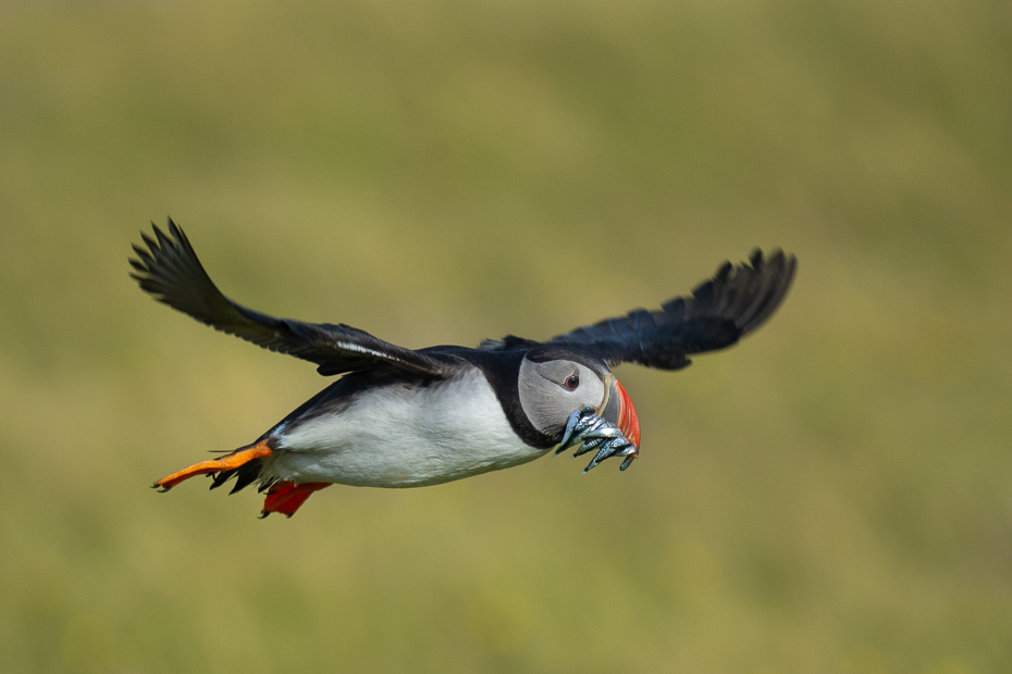  Maskonur 2019 Islandia Nikon D7200 Nikkor 500mm f/5.6E