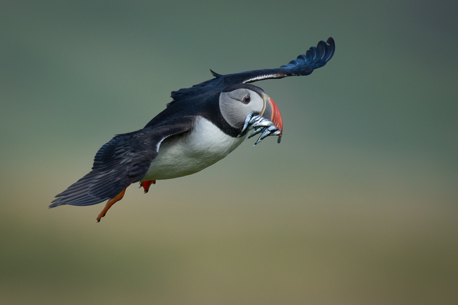  Maskonur 2019 Islandia Nikon D7200 Nikkor 500mm f/5.6E