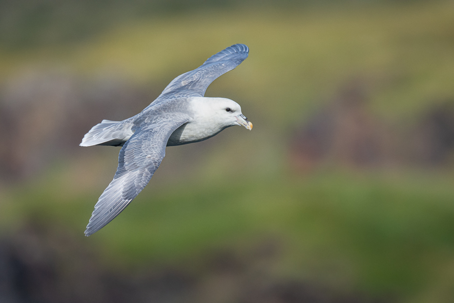  Fulmar 2019 Islandia Nikon D7200 Nikkor 500mm f/5.6E