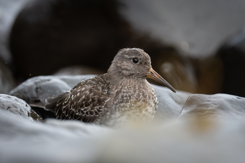  Biegus morski 2019 Islandia Nikon D7200 Nikkor 500mm f/5.6E