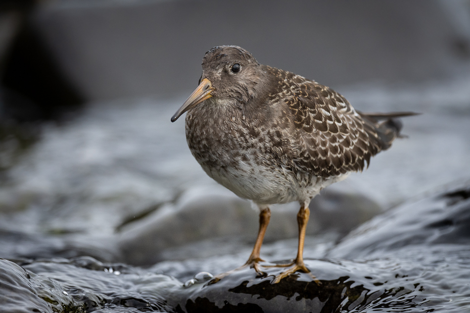  Biegus morski 2019 Islandia Nikon D7200 Nikkor 500mm f/5.6E