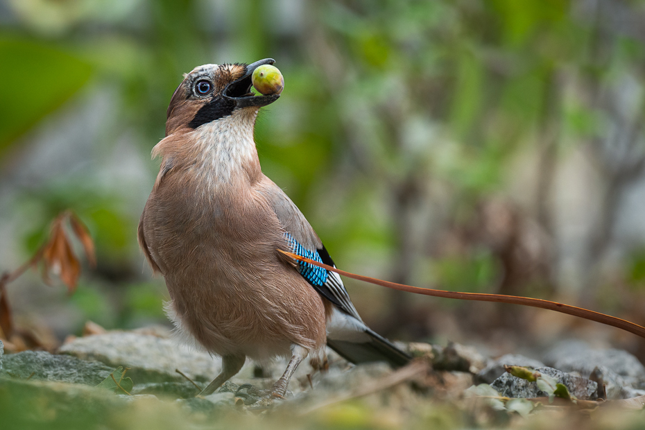  Sójka Ptaki Nikon D7200 Nikkor 500mm f/5.6E Zwierzęta