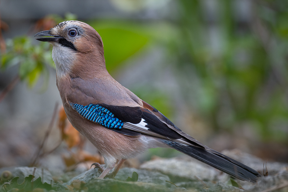  Sójka Ptaki Nikon D7200 Nikkor 500mm f/5.6E Zwierzęta